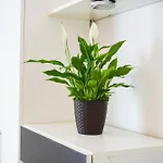 Floral Apartment