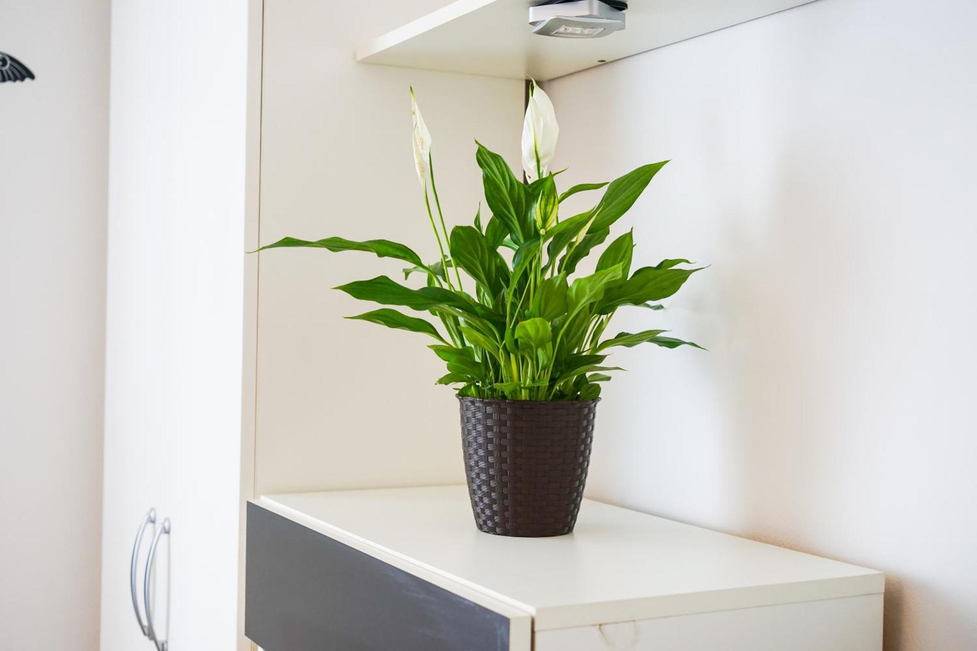 Apartmán Floral Zadar